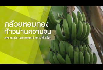 กล้วยหอมทอง ก้าวผ่านความจน สหกรณ์การเกษตรท่ายาง จำกัด